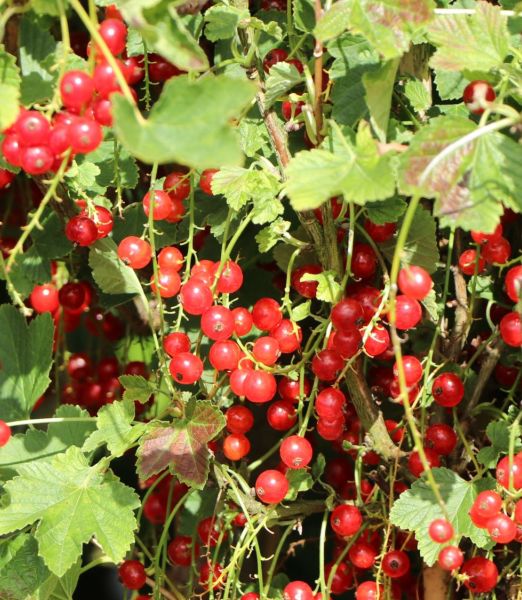 Ribes rubrum 'Rosetta'